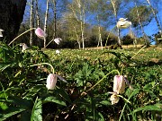 22 Anemone nemorosa (Anemonoides nemorosa) nei boschi e nei prati 